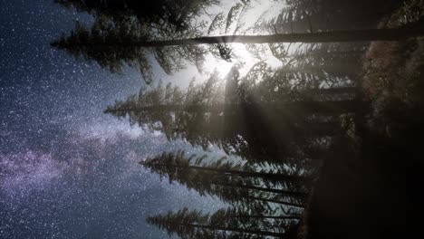 Milky-Way-Galaxy-over-Forest